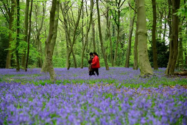 bluebells
